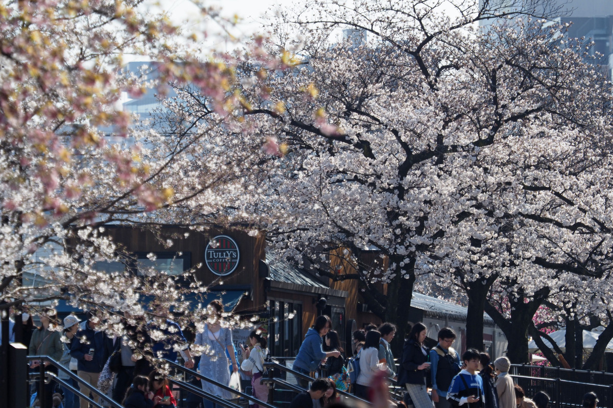 隅田公園桜祭り